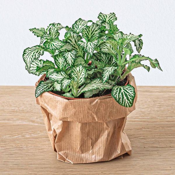 Flaschengarten Set Lancifolia – pflegeleichter Flaschengarten im Glas, Pflanzen Terrarium für Wohnzimmer & Büro – Plant