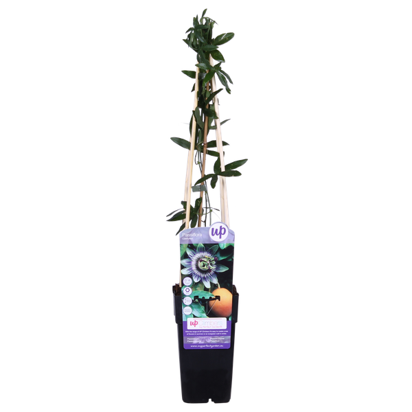 Passionsblume Blau – Passiflora caerulea – Ø15cm – ca. 65cm hoch – Winterharte Kletterpflanze mit exotischen Blüten – Für Pergola, Zaun & Rankgitter – Plant