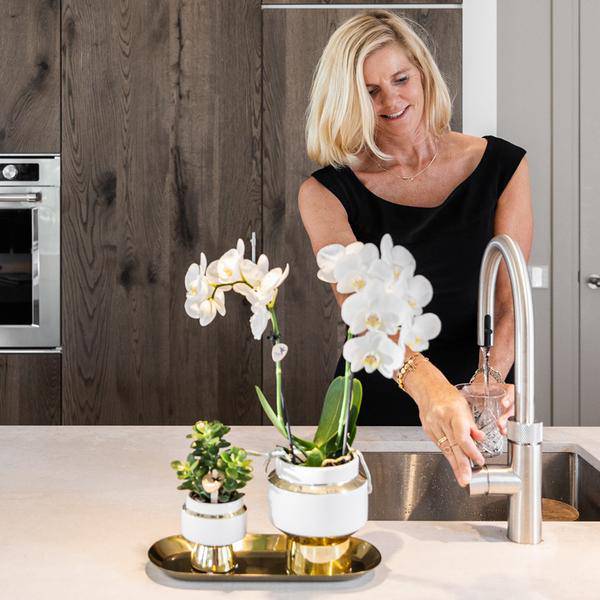 Pflanzenset – Weiße Orchidee & Sukkulente im goldenen Deko – Set – Inklusive Le Chic Ziertöpfen & Tablett – Elegante Zimmerpflanzen – Kombi – Plant