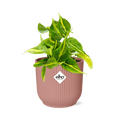 Baumfreund Philodendron Scandens 'Brasil' – Zimmerpflanze inkl. Ziertopf Vibes Fold Rosa Ø14cm – Herzförmige Blätter mit gelbgrüner Zeichnung