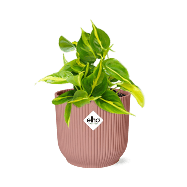 Baumfreund Philodendron Scandens 'Brasil' – Zimmerpflanze inkl. Ziertopf Vibes Fold Rosa Ø14cm – Herzförmige Blätter mit gelbgrüner Zeichnung
