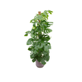 Monstera Pertusum – Fensterblatt – Ø26cm – ↕150cm – Mit dekorativem Jazz Topf Flieder – Große Zimmerpflanze im Pflanzset – Plant