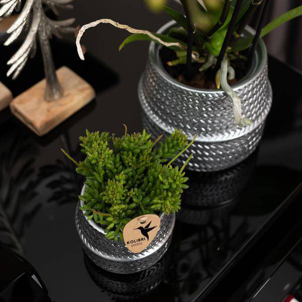 Blumentopf Rille – Gold – Ø6cm – Kleiner Keramik – Ziertopf mit Rillenstruktur – Matte Oberfläche – Für Mini-Pflanzen & Sukkulenten – Plant