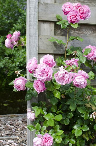 Rose Crazy in Love Pink – Rosa Kletterrose – Ø15cm – ↕65cm Höhe – Duftende Gartenrose mit langer Blütezeit – Für Terrasse, Balkon & Garten – Plant