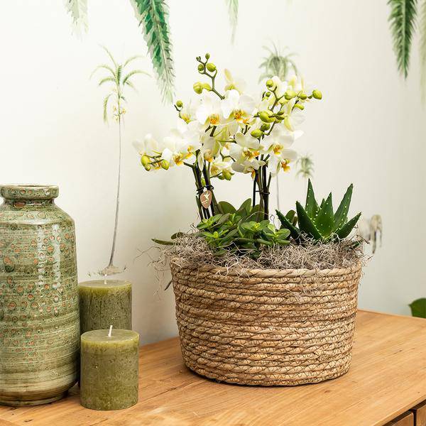 Sukkulente Aloe Brevifolia Zimmerpflanze Ø6cm – pflegeleichte Sukkulente für Wohnzimmer, Büro & helle Standorte kaufen – Plant
