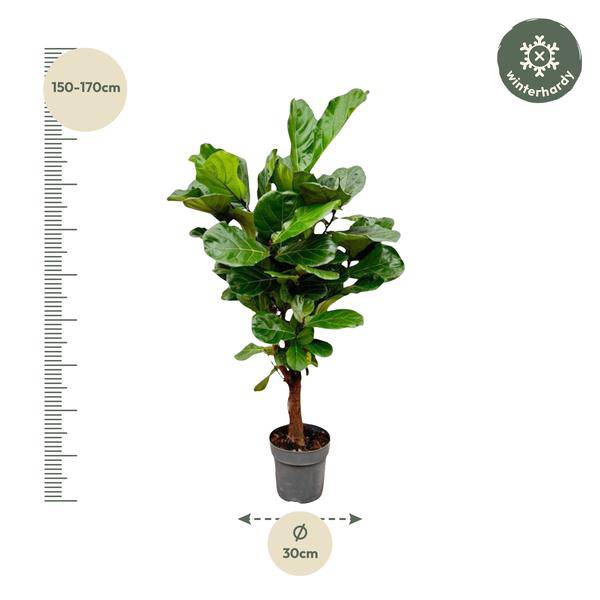 Geigenfeige Ficus Lyrata Zimmerpflanze Ø27cm ↕130cm – pflegeleichte Grünpflanze für Wohnzimmer, Büro & helle Standorte kaufen – Plant