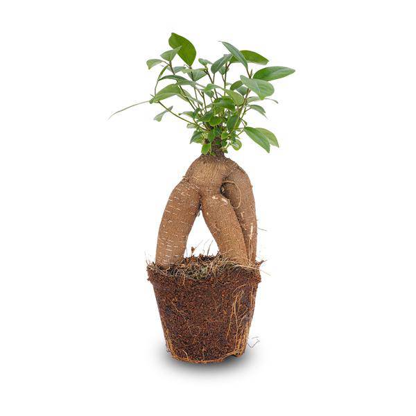 Chinesische Feige – Ficus microcarpa Ginseng – Ø9cm – Bonsai – Zimmerpflanze – Dekorativer Kleinbaum für Zuhause & Büro – Plant