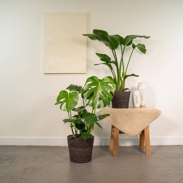 Pflanzenset Strelitzia Nicolai & Monstera Deliciosa Ø19cm Ø21cm ↕75cm – pflegeleichtes Pflanzen Set für Urban Jungle, Fensterbank, Wohnzimmer – Plant
