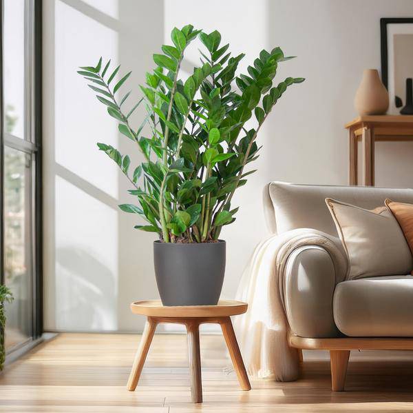 Zamioculcas Zamiifolia Glücksfeder – robuste Zimmerpflanze ↕80cm Ø21cm – pflegeleichte Smaragdpalme im nachhaltigen Viber Topf Grau – Plant
