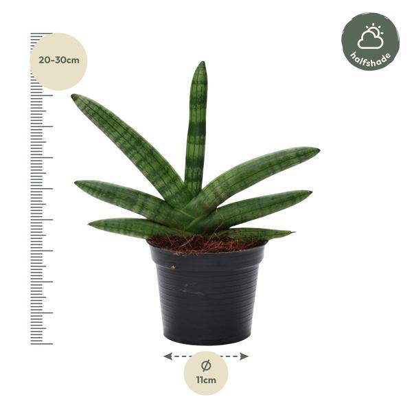 Sansevieria Skyline – Bogenhanf – Zimmerpflanze – Höhe ca. 25cm – Ø10,5cm – Pflegeleichte Grünpflanze für Innenräume – Plant