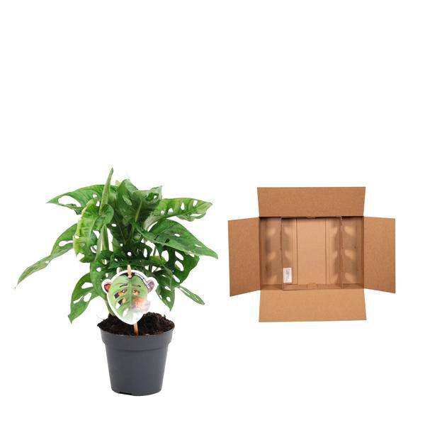 Monstera obliqua Monkey Leaf – Fensterblatt – Kletterpflanze und Zimmerpflanze mit dekorativen Blättern – Ø12cm – ↕25cm – Plant