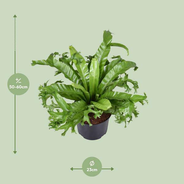 Nestfarn Asplenium nidus Crissie Zimmerpflanze Ø23cm ↕55cm – pflegeleichte Grünpflanze für Wohnzimmer, Büro & helle Standorte kaufen – Plant