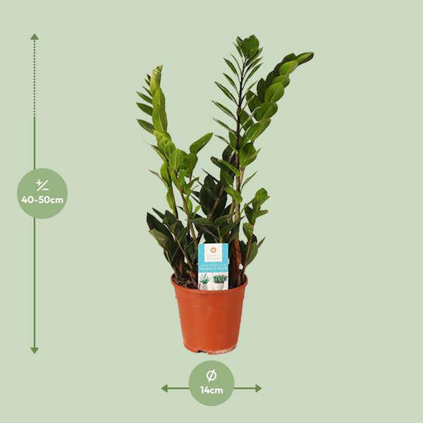 Glücksfeder Zamioculcas Zamiifolia Zimmerpflanze Ø14cm ↕45cm – pflegeleichte Grünpflanze für Wohnzimmer, Büro & helle Standorte kaufen – Plant