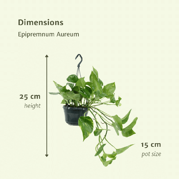 Efeutute Epipremnum Aureum Scindapsus Zimmerpflanze Ø15cm ↕25cm – pflegeleichte Grünpflanze für Wohnzimmer, Büro & helle Standorte kaufen – Plant