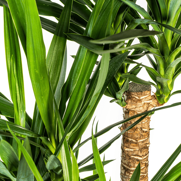 Riesen – Palmlilie – Yucca Elephantipes – Zimmerpflanze – Ø24cm – ↕90-100cm – Pflegeleicht & robust – Luftreinigend – Plant
