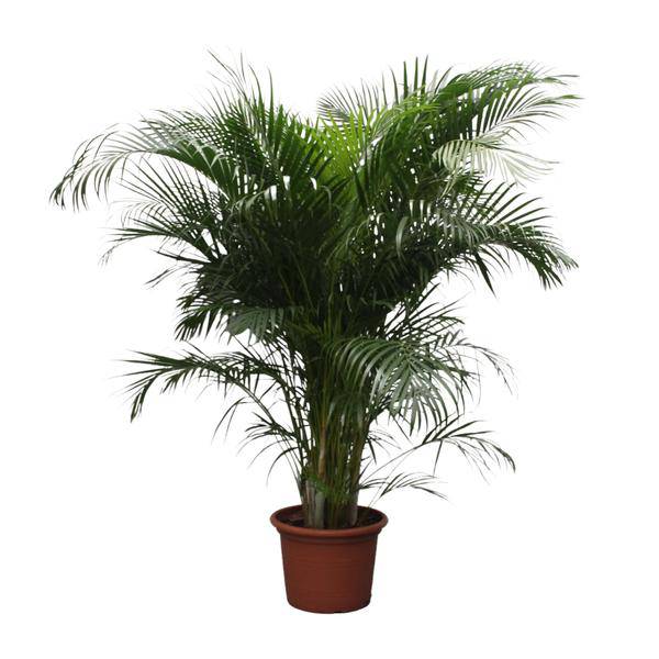 Goldfruchtpalme Dypsis Lutescens Zimmerpflanze Ø40cm ↕230cm – tropische Grünpflanze für Wohnzimmer, Büro & helle Standorte kaufen – Plant