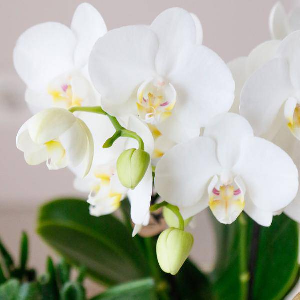 Phalaenopsis Orchideen Amabilis Weiß – Ø9cm – Zimmerpflanze – 4 Orchideen – edle weiße Multiflora Orchideen mit 2-3 Zweigen – Plant