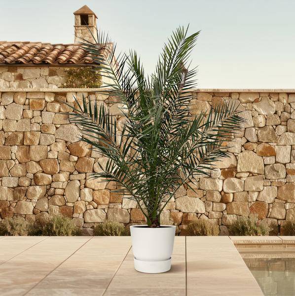 Phönix Canariensis – Kanarische Dattelpalme – Palme ca. 170cm hoch – Ø24cm – Exotische Zimmer – & Gartenpflanze – Plant