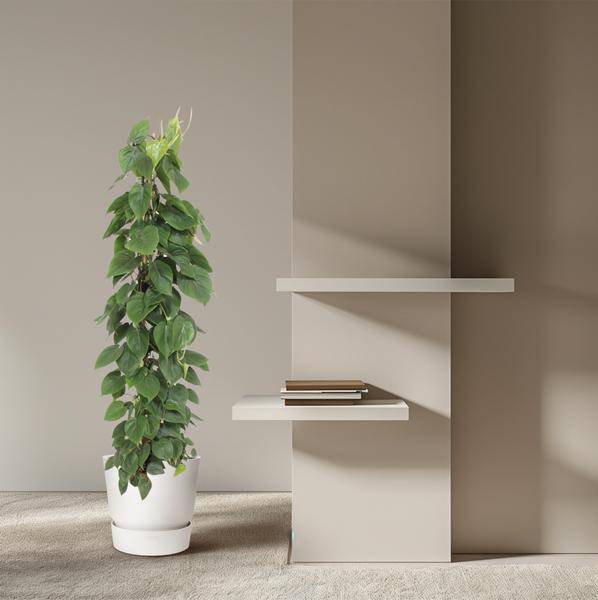 Herzblatt Philodendron Scandens – Zimmerpflanze – 150cm – Ø27cm – Tropische Kletterpflanze mit herzförmigen Blättern – Deko – Plant