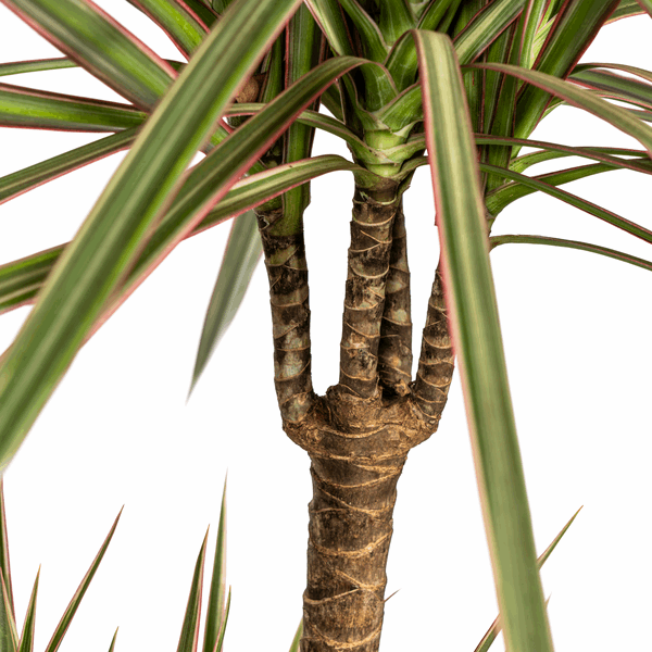 Dracaena Marginata Bicolor – Drachenbaum – Ø21cm – ↕110-130cm – Elegante Zimmerpflanze mit zweifarbigen Blättern – Pflegeleicht & luftreinigend – Plant
