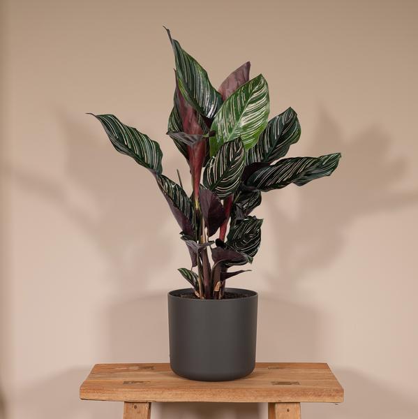Korbmarante Calathea Ornata – Zimmerpflanze Ø14cm ca. 50cm hoch – Exotische Blattzeichnung – Pflegeleichte Zimmerpflanze für Zuhause & Büro – Plant
