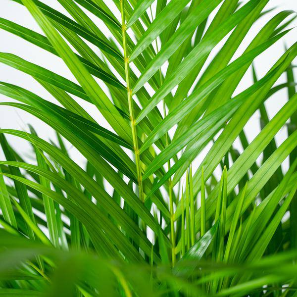 Areca – Palme – Betelpalme Dypsis lutescens – Ø24cm – 130cm Höhe – Luftreinigende Goldfruchtpalme – Tropische Zimmerpflanze für gesundes Raumklima – Plant