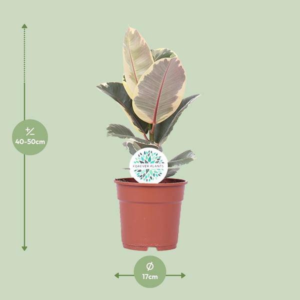 Gummibaum Ficus Elastica Tineke Zimmerpflanze Ø17cm ↕50cm – pflegeleichte Grünpflanze für Wohnzimmer, Büro & helle Standorte kaufen – Plant