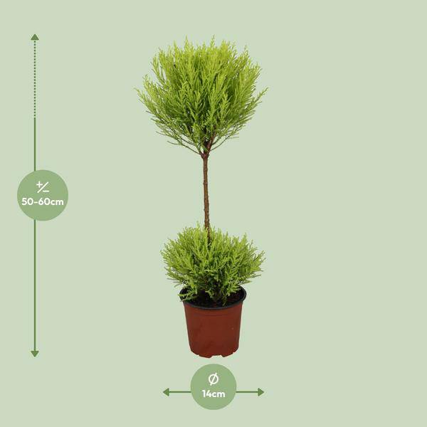 Zimmerzypresse – Cupressus Goldcrest Wilma – Ø14cm – ↕60cm – immergrüne Zierpflanze für Innen & Außen – pflegeleichte Kübelpflanze mit frischem Duft – Plant