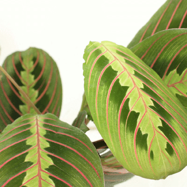 Pfeilwurz – Maranta Fascinator – Gebetspflanze – Ø12cm – ca. 20cm hoch – 2 Pflanzen – exotische Zimmerpflanze mit dekorativen Blättern – Plant