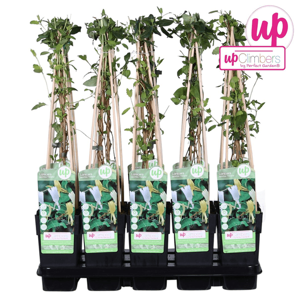 Gelbbunte Geißschlinge – Lonicera japonica ‘Halliana’ – Ø15cm x ↕65cm – Weiß – gelbe, stark duftende Kletterpflanze – Plant
