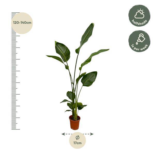 Strelitzia Nicolai – Baum-Strelitzie – 2 Pflanzen – Zimmerpflanzen ca. 130cm – ø17cm – Weißer Paradiesvogel – Tropische XL-Grünpflanzen für Wohnzimmer, Büro & Wintergarten – Plant