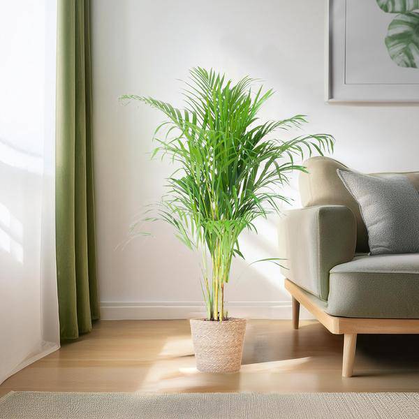 Areca – Palme Dypsis Goldfruchtpalme – Zimmerpflanze ↕100cm Ø21cm – Mit Natur – Korb Sofia Seegras Beige – Plant