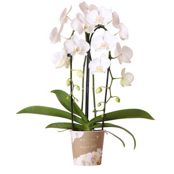 Phalaenopsis Orchidee Weiß Niagara Fall Zimmerpflanze Ø12cm ↕60cm – blühende Orchidee für Wohnzimmer, Büro & helle Standorte kaufen – Plant