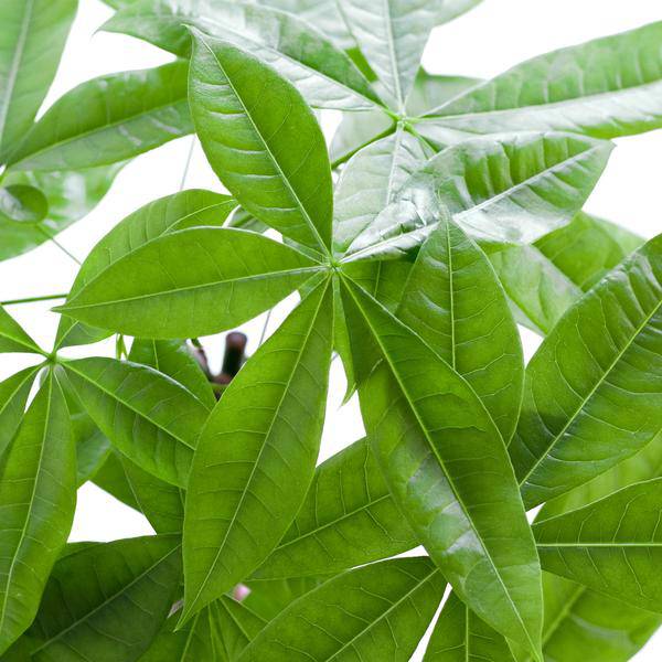 Pachira Aquatica 80cm – Glückskastanie Zimmerpflanze Ø21cm im naturfarbenen Seegras – Korb Sofia – Geldbaum mit geflochtenem Stamm – Plant