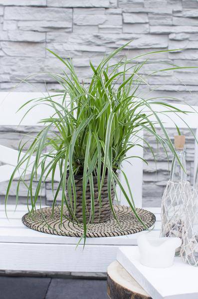 Weißrandige Segge – Carex morrowii 'Icedance' – Immergrünes Ziergras – Winterhart & pflegeleicht – Ø14cm – Ca. 30cm hoch – Plant