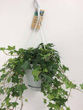 Hedera Helix Grün – Gemeiner Efeu – Zimmerpflanze im Hängetopf – Ø17cm – immergrüne Hänge – und Kletterpflanze für Innen – & Außenbereich – Plant