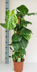 Monstera deliciosa – Fensterblatt Zimmerpflanze mit Moos – Stock – Tropische Kletterpflanze für Innenräume – Plant