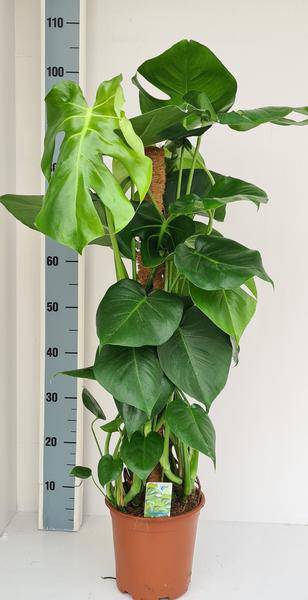 Monstera deliciosa – Fensterblatt Zimmerpflanze mit Moos – Stock – Tropische Kletterpflanze für Innenräume – Plant