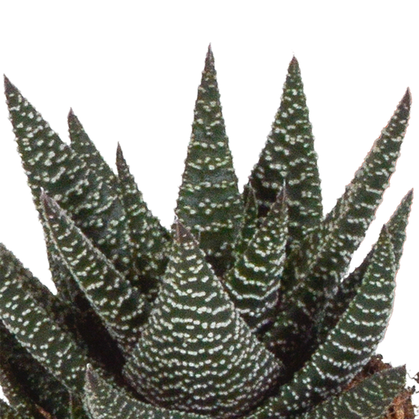 Sukkulenten Mix Gasteria & Haworthia – 3 Pflanzen – Ø8,5cm Zimmerpflanzen im weißen Topf – Verschiedene Mini – Sukkulenten – Plant