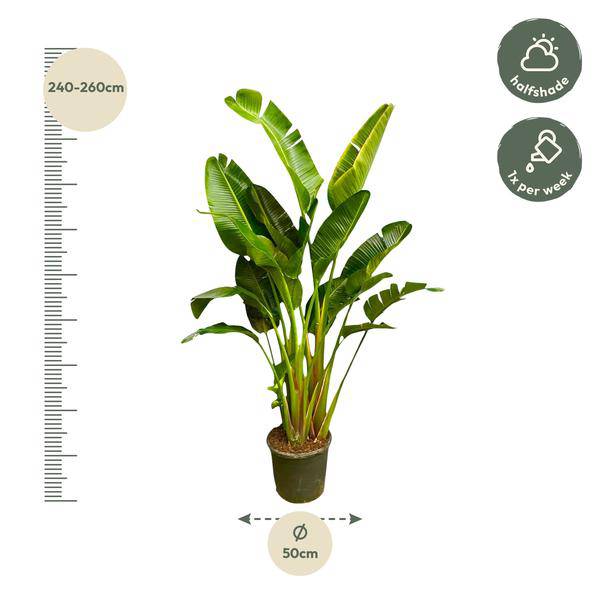 Baum – Strelitzie – Strelitzia Augusta mehrstämmig XXL – 250cm – Ø50cm – Weißer Paradiesvogel – Plant