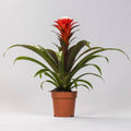 Bromelie Guzmania Hope Zimmerpflanze Ø12cm ↕40cm – pflegeleichte Grünpflanze für Wohnzimmer, Büro & helle Standorte kaufen – Plant