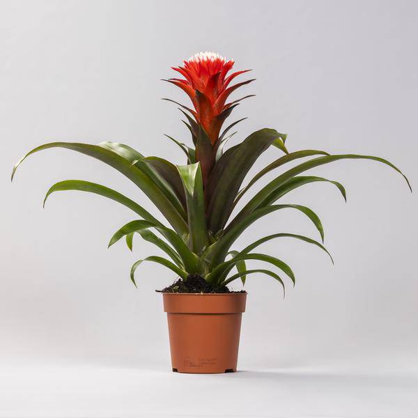 Bromelie Guzmania Hope Zimmerpflanze Ø12cm ↕40cm – pflegeleichte Grünpflanze für Wohnzimmer, Büro & helle Standorte kaufen – Plant