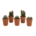 Sukkulenten & Kakteen Mix 5 Pflanzen Ø5,5cm – pflegeleichtes Pflanzen Set für Urban Jungle, Fensterbank, Wohnzimmer & Büro – Plant