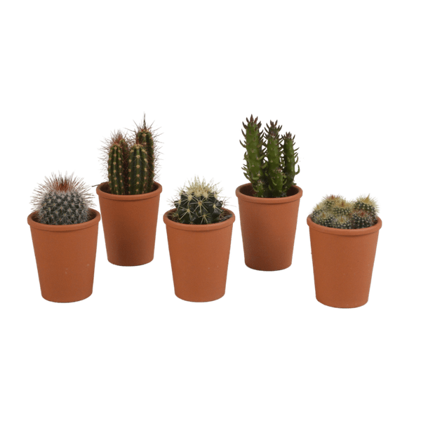 Sukkulenten & Kakteen Mix 5 Pflanzen Ø5,5cm – pflegeleichtes Pflanzen Set für Urban Jungle, Fensterbank, Wohnzimmer & Büro – Plant