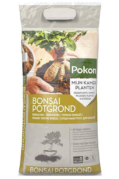 Bonsai Erde Zimmerpflanze – pflegeleichte Grünpflanze für Wohnzimmer, Büro & helle Standorte kaufen – Plant