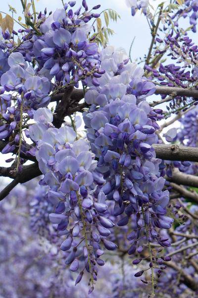 Chinesischer Blauregen Wisteria sinensis 'Prolific' Gartenpflanze Ø15cm ↕65cm – winterharte Pflanze für Garten, Balkon, Terrasse, Kübel & Beet – Plant