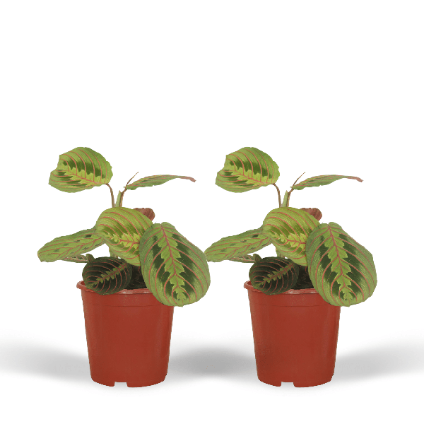 Pfeilwurz – Maranta Fascinator – Gebetspflanze – Ø12cm – ca. 20cm hoch – 2 Pflanzen – exotische Zimmerpflanze mit dekorativen Blättern – Plant