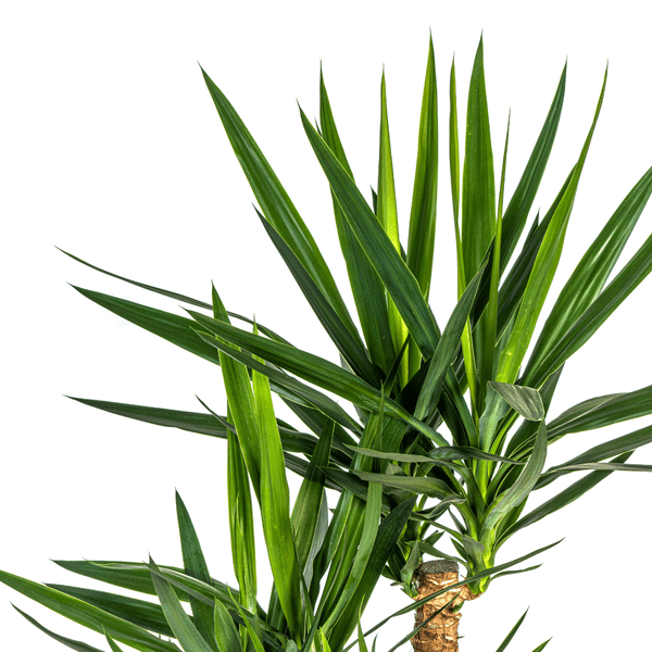 Riesen – Palmlilie – Yucca Elephantipes – Zimmerpflanze – Ø24cm – ↕90-100cm – Pflegeleicht & robust – Luftreinigend – Plant