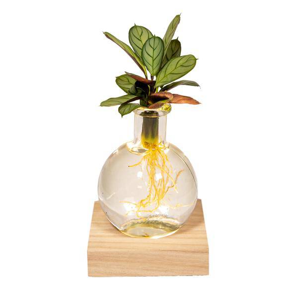 Calathea Hydroponie – Mischung im Samoa Glas mit LED Beleuchtung Zimmerpflanze Ø12cm ↕10cm – pflegeleichte Grünpflanze für Wohnzimmer, Büro – Plant