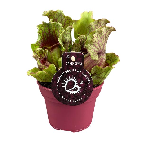 Schlauchpflanze Sarracenia Zimmerpflanze Ø12cm ↕20cm – pflegeleichte Grünpflanze für Wohnzimmer, Büro & helle Standorte kaufen – Plant